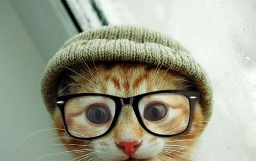 hipster-cat.jpg?w=500